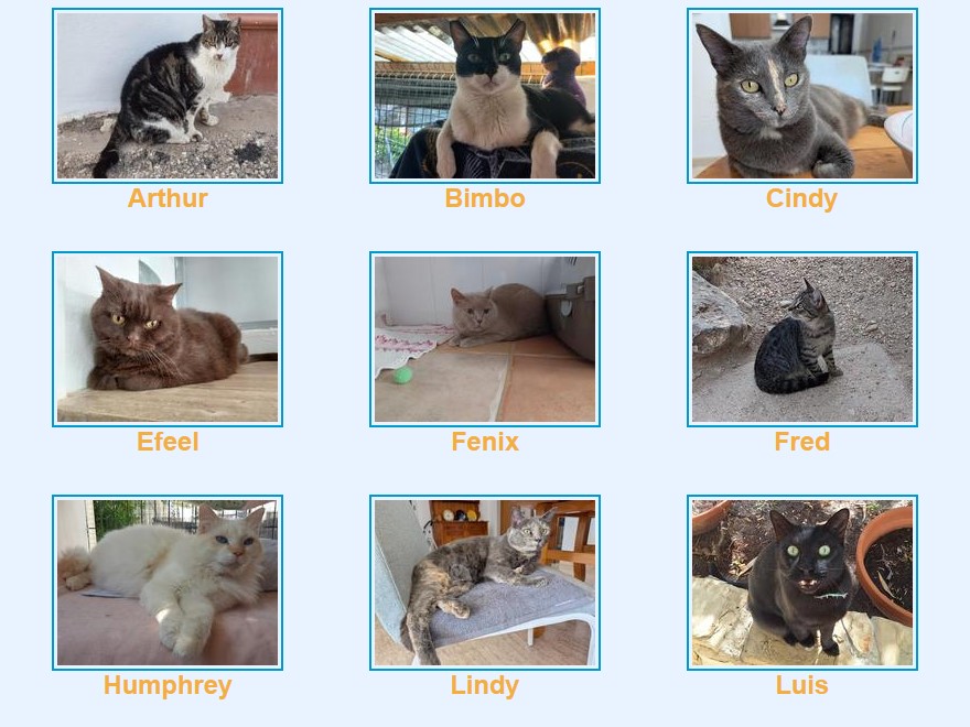 permanent foster scheme